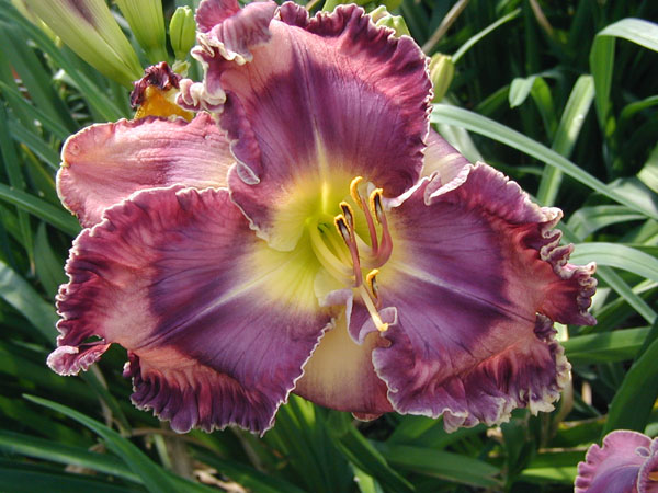 Gathering Of Nations